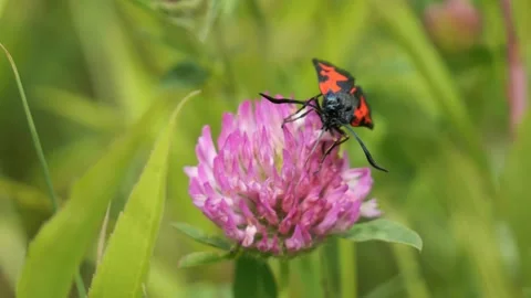 Six Spot Burnet Moth Sitting on a Purple Blooming Clover Feeding, Close-Up Stock Footage 132194286