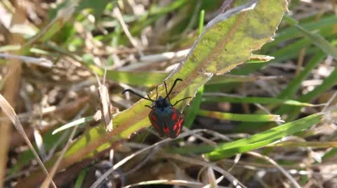 Six-Spot Burnet Moth, top view, Zygaena filipendulae Video stock 12082021