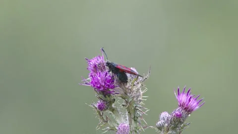 Six-Spot Burnet Moth (Zygaena filipendulae) feeding on Marsh Thistle. 4K. Stock Footage 133718657