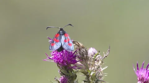 Six-Spot Burnet Moth (Zygaena filipendulae) feeding on Marsh Thistle. 4K. Stock Footage 133723328