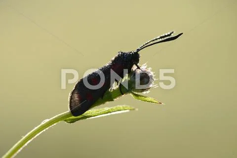 Six-spot Burnet, Zygaena filipendulae, on a bud Stock Photos