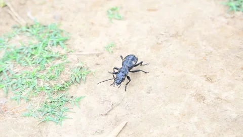 Six spot ground beetle. Stockbeeldmateriaal 280463911