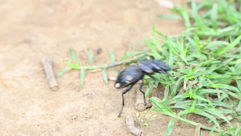 Six spot ground beetle. Video stock 280464595