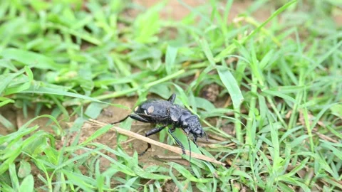 Six spot ground beetle. Stock Footage 280464958