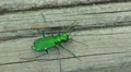 Six-spotted Tiger Beetle (Cicindela sexguttata) 4 HD Footage