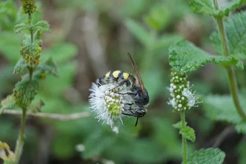 Six-spotted wasp pollination Foto stock