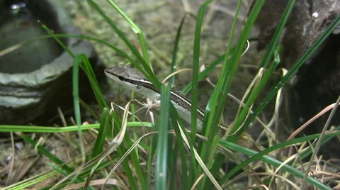 Six striped long tailed lizard Stock-Footage 51456118