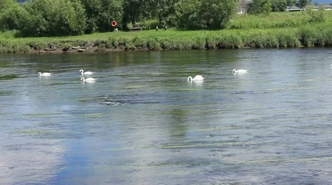 Six swans moving up river forth Stirling Stock Footage 51835221