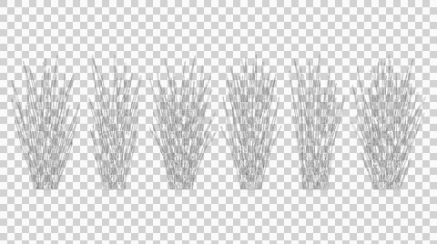 Six tall slender grass clusters in elevation view isolated on transparent Stock Illustration