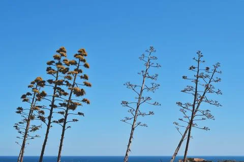 Six trees Stock Photos