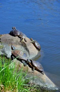 Six turtles on the rock Stock Photos