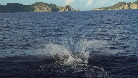 Six-Twist Spin Jumping Dolphin in Slow Motion Stock Footage 332767307