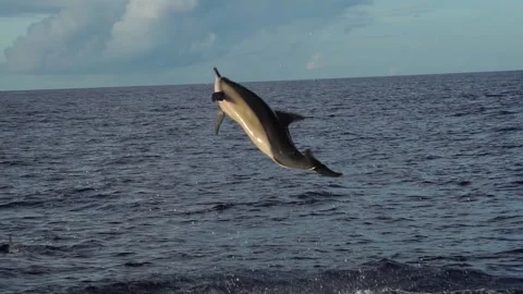 Six-Twist Spin Jumping Dolphin in Slow Motion Stock Footage 332767325