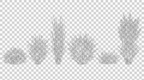 Six various grass species in elevation view isolated on transparent Stock Illustration