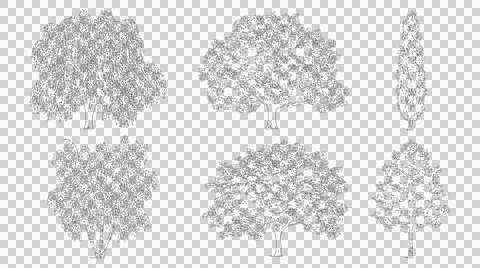 Six various tree species in elevation view isolated on transparent Stock Illustration
