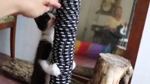 Six week kittens learn how to climb Stock Footage 174738100