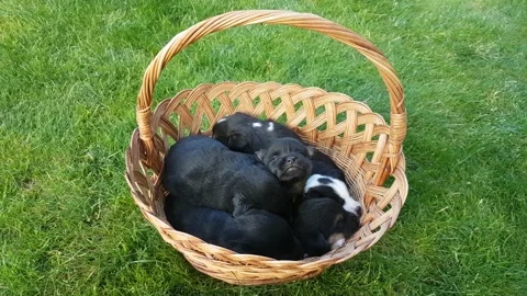 Six week old mongrel puppies sleep sweetly in a wicker basket on a green lawn Stock Footage 197409191