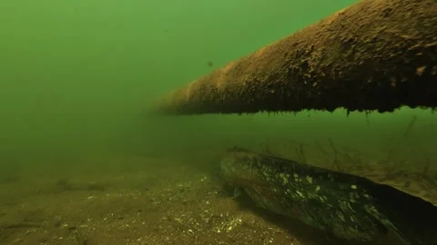 Six wels catfish resting under a submerged pipe on the bottom of a lake Stock Footage 346560130