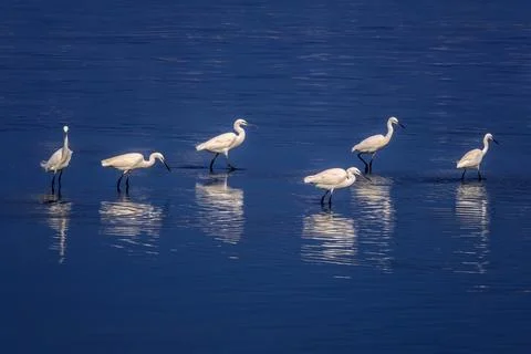 Six White Egrets Wading in Deep Blue Water with Reflections Stock Photos