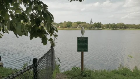 Six white ibis perched on a chain link fence leading out to Crescent Lake Park i Stock Footage 270194698