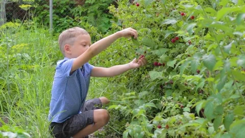 A six-year-old boy harvests raspberries and tastes them against a background  Stock Footage 159894879