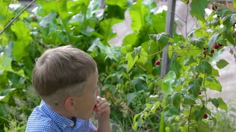 A six-year-old boy harvests raspberries and tastes them against a background  Stock Footage 159894882
