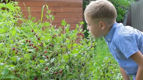 A six-year-old boy harvests gooseberries against a background of green young  Stock Footage 159894885