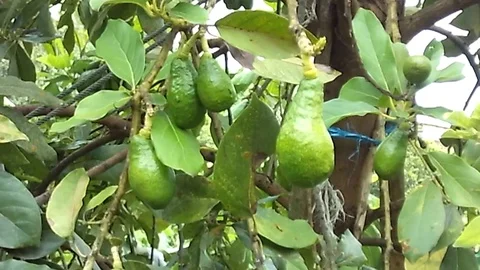 Six young avocado fruit hanging on the tree Video stock 122363074