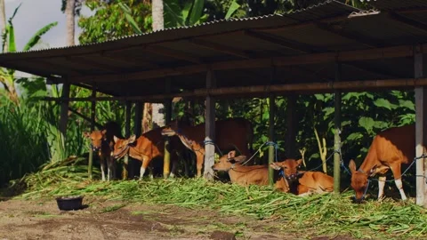 Six young cows have lunch on the farm, farm beef, hayloft, haymaking, bulls and Stock Footage 255845440