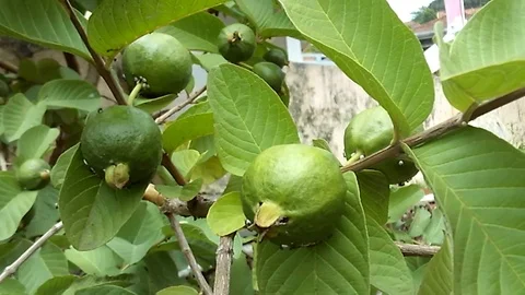 Six young guava fruit on the tree Stock Footage 122361228