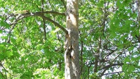 Six young squirrels run along the trunk of an old pine tree Video stock 121023794