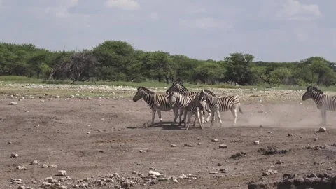 Six zebras interact; three play-bite while others stay calm — Part 41 库存影片 320846387
