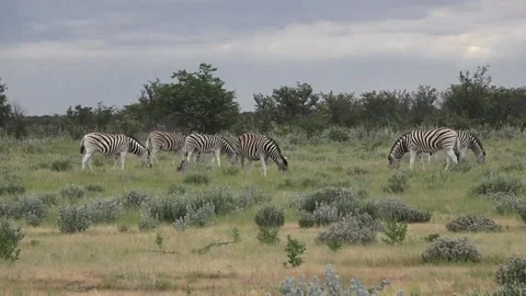 Six zebras ruminating; calm mid-wide — Part 3 Stock Footage 320845739