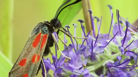 Sixspot Burnet Moth on Flower. Stock Footage 307264004