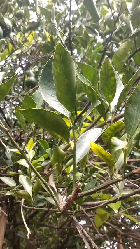 Siyem orange fruit Stock Footage 325570280
