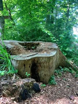 A sizable tree stump is seen amidst lush greenery in a forest, showcasing nat Stock Photos