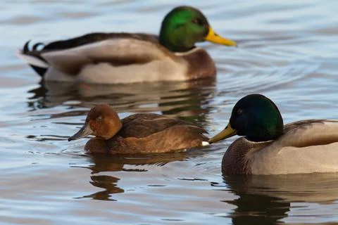 Size comparison between common mallard and Ferruginous Duck Stock Photos