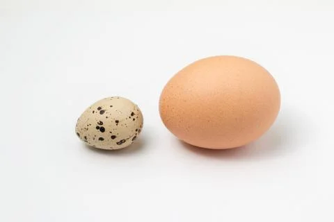 Size comparison between a quail egg and a chicken egg isolated on a white bac Stock Photos