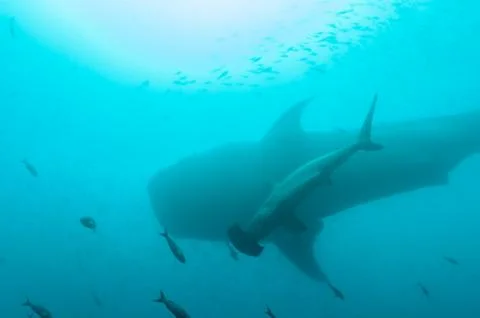 Size comparison between whale shark and hammerhead shark Stock Photos
