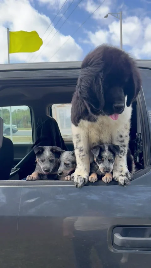 Size Difference Between Puppies Of Different Breeds, Dundee, Florida, USA - 06 J Video stock 297395722