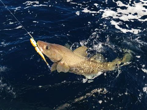 A sizeable Atlantic skrei cod caught with softball jig Stock Photos