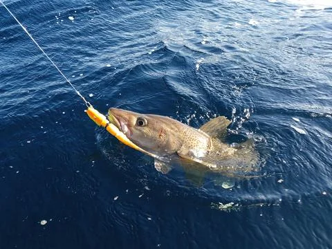 A sizeable Atlantic skrei cod caught with softball jig Stock Photos