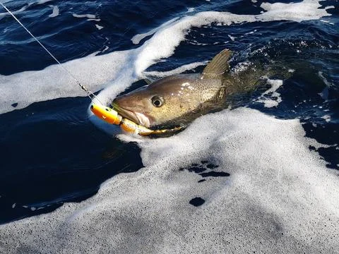 A sizeable Atlantic skrei cod caught with softball jig Stock Photos