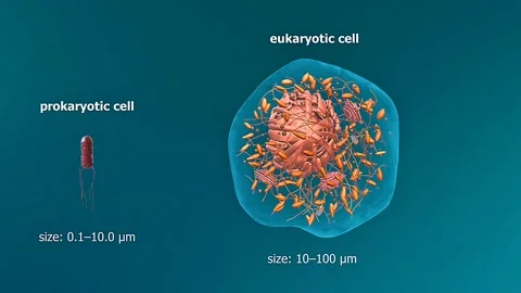 Sizes of prokaryotic and eukaryotic cells Vídeo Stock 322999195