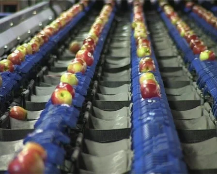 Sizing apples Stock Footage 134729