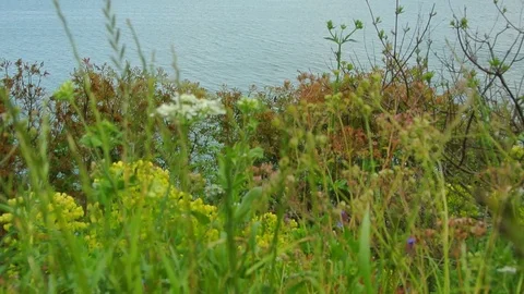 Skadar Lake in Montenegro. The largest freshwater lake in the Ba Stock Footage