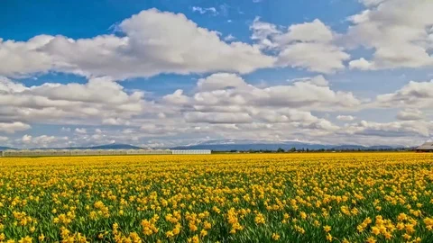 Skagit Daffodils fields Vídeos de archivo 79568536