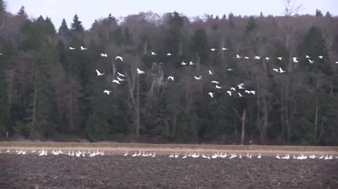 Skagit Valley Migration Birds Vídeo Stock 45605631