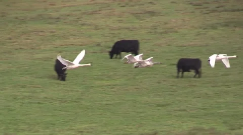 Skagit Valley Migration Birds Vídeo Stock 45605632