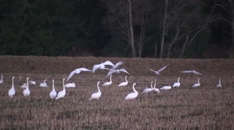 Skagit Valley Migration Birds Vídeo Stock 45605642